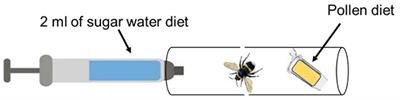 A narrow host-range and lack of persistence in two non-target insect species of a bacterial symbiont exploited to deliver insecticidal RNAi in Western Flower Thrips